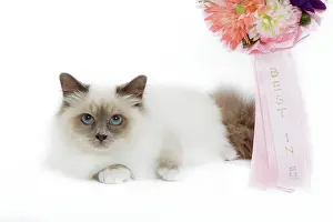 Rosette: Cat - Blue Point Birman - kitten with rosette