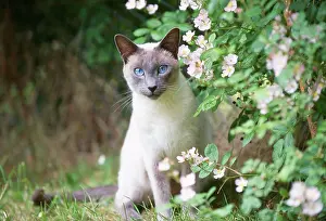 Point: CAT - Blue Point Siamese