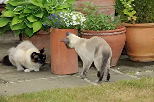 Orientals: CAT. Blue point siamese cat looking at an oriental cat