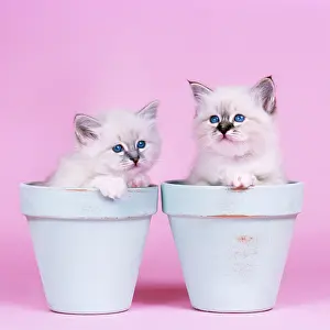 Flowerpots: Cat - Blue Tabby Birman and Seal Tabby Birman Kittens