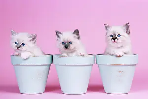 Flowerpots: CAT - Blue Tabby, Seal Tabby and Blue Birman Kittens