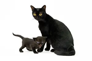 Bombays: Cat Bombay