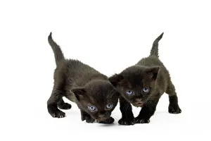 Bombays: Cat Bombay