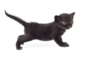 Bombays: Cat Bombay