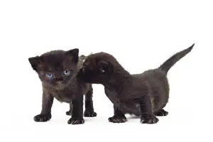 Bombays: Cat Bombay