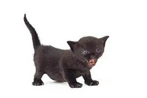 Bombays: Cat Bombay