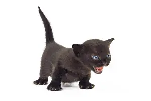 Bombays: Cat Bombay