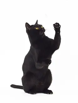 Bombays: Cat Bombay