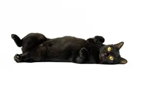 Bombays: Cat Bombay