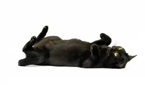 Bombays: Cat Bombay