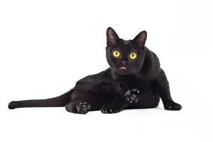 Bombays: Cat Bombay