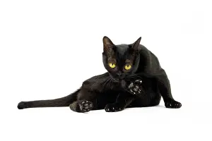 Bombays: Cat Bombay
