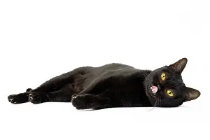 Bombays: Cat Bombay