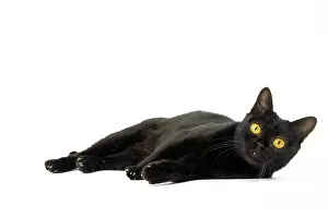 Bombays: Cat Bombay