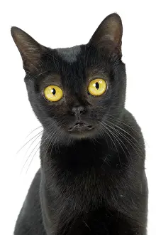 Bombays: Cat Bombay