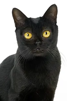 Bombays: Cat Bombay