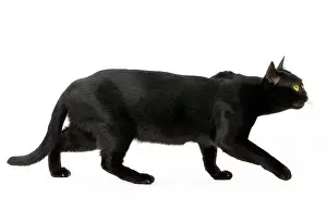 Bombays: Cat Bombay