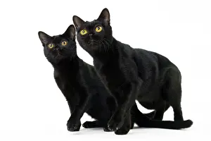 Bombays: Cat Bombay
