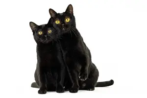 Bombays: Cat Bombay