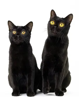 Bombays: Cat Bombay