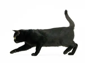 Bombays: Cat Bombay