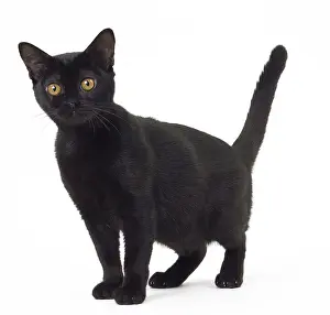 Bombays: Cat Bombay