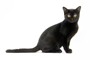 Bombays: Cat Bombay