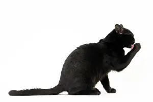 Bombays: Cat Bombay