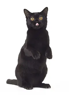 Bombays: Cat Bombay