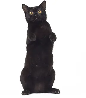 Bombays: Cat Bombay