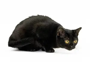 Bombays: Cat Bombay