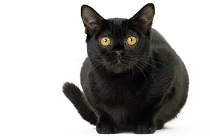 Bombays: Cat Bombay