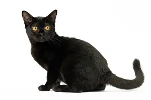 Bombays: Cat Bombay