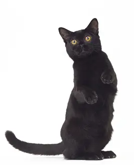 Bombays: Cat Bombay