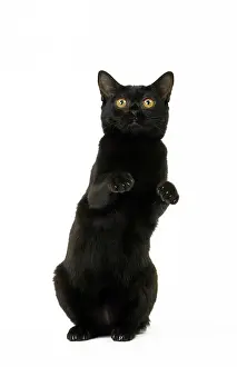 Bombays: Cat Bombay