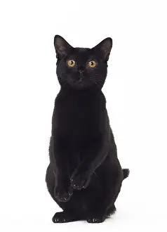 Bombays: Cat Bombay