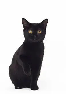Bombays: Cat Bombay