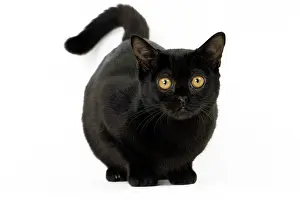 Bombays: Cat Bombay