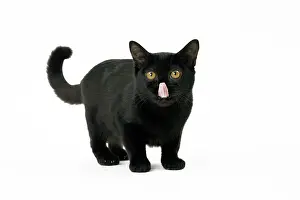 Bombays: Cat Bombay