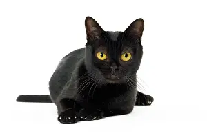 Bombays: Cat Bombay