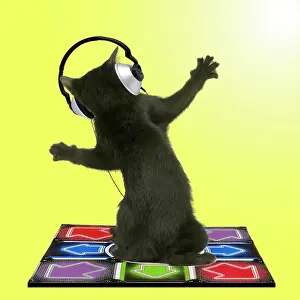 Headphones: Cat - Bombay Kitten - rear view - wearing headphones