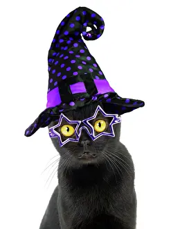 211121: Cat - Bombay weaeringa Halloween witches hat