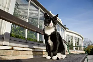 Copenhagen: Cat in front of Botanical Garden of Copenhagen