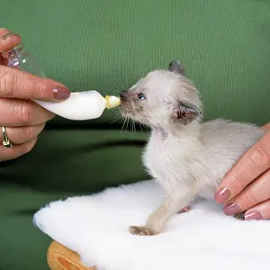 Reared: Cat - bottle feeding Siamese kitten