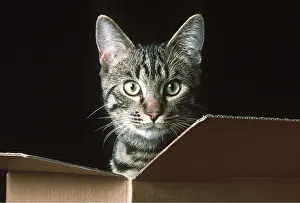 Staring: CAT - in a box