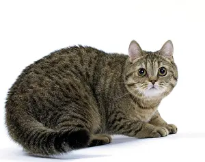 Nervous: Cat British