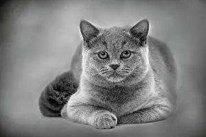 Shorthaired: Cat - British Blue