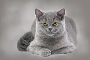 Shorthaired: Cat - British Blue