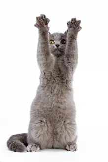 Quirky: Cat - British blue short-hair kitten on hind legs in studio