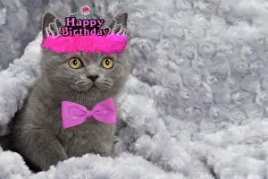 Celebrations: Cat - British Blue Shorthair kitten - in blanket